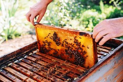 Frames of a bee hive. Beekeeper harvesting honey. The bee smoker is used to calm bees before frame removal. Beekeeper Inspecting Bee Hive