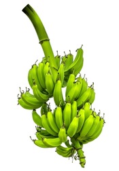 A bunch of green bananas isolated with a blank background