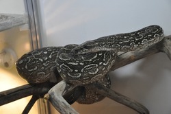 Snake anaconda on a branch. Big boa in the terrarium. Poisonous 