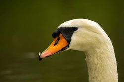 Swan portrait made in English Garden in Munchen. Mute swan close up. Swan head. 