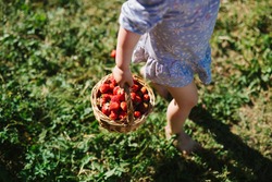 Child picking strawberries. Kids pick fresh fruit on organic strawberry farm. Children gardening and harvesting. Outdoor family summer fun in the country.