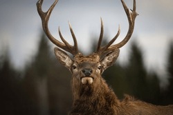 Red elk buck having a staring contest with my camera
