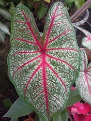 close-up of caladium plant leaves