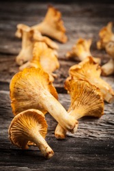 chanterelle mushrooms. Objects on white background