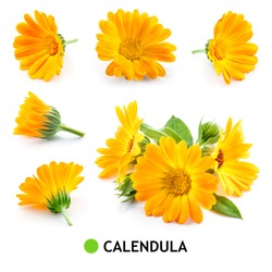 Calendula. Calendula flower isolated. Marigold on white. Calendula with leaves.
