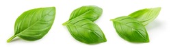 Basil isolated. Basil leaf on white. Basil leaves collection top view. Full depth of field.