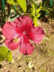 Beautiful red and maroon flower 
