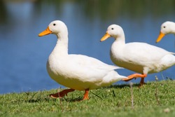Three white ducks walking in a row next to the water