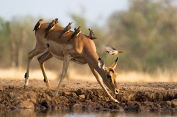 A horizontal colour photograph of an impala doe at a waterhole, covered with a small flock of red-billed buffalo weavers, Buphagus erythrorhynchus, in Mashatu Game Reserve, Northern Tuli, Botswana.
