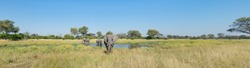 A colour panorama photograph of three elephants, Loxodonta africana, at a waterhole in a vast grassy clearing in the Okavango Delta, Botswana.