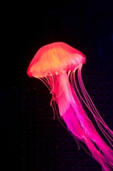 neon and fluorescent medusa. bright jellyfish isolated on black background. underwater life. aquarium sea jelly swirl. swirling in water. aqua nature background.