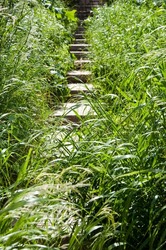 Grassy stone steps stairs overgrown with green grass natural summer landscape.