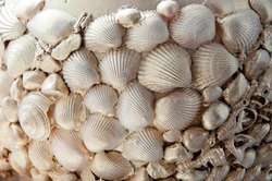 Different types of seashells marine mollusk shells and scallops on beach sand.