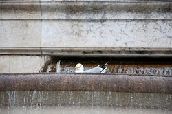The fun side of water. Using water in architecture. Sea gull bathing in ancient fountain. Seagulls on water spouting into stone basin. Gull bird in monumental fountain. Architectural water feature.