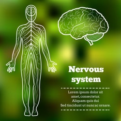 Human Body Neurology Anatomical Conception Vector Illustration.Nervous System,Brain,Cerebellum and anatomical body silhouette on abstract green blur pattern.Cerebral Anatomical Nervous System Tutorial