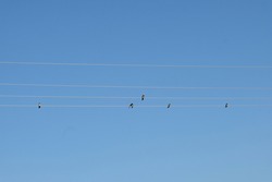 Birds on wire in blue sky