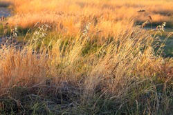 Wild grass with backlit in golden sun light. Landscape with dry steppe grass.