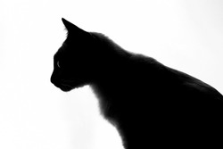 Black and white profile portrait silhouette of mekong bobtail (siamese) cat against bright light