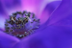 Violet flower anemone in macro close up, fine art. Wallpaper, background, postcard, etc.