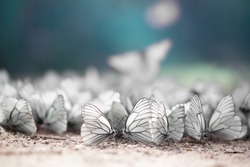 Invasion of the butterflies. Unique photography. Macro closeup.