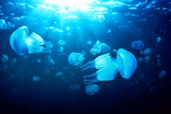 Jellyfish (Rhizostoma pulmo) floating in deep blue water, Black Sea