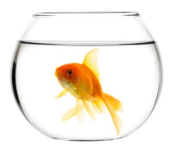 Gold fish isolated on a white