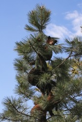 A baby black bear near the top of a tree at an animal preserve in South Dakota.