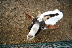 Photo from the top view of a cute goat with big ears and horn. Curious goat looks into the camera lens. Pet goat top view