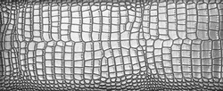 background of natural Silver crocodile leather. texture of snake skin.  The texture of natural crocodile leather in monochrome. Abstract background .