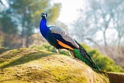 Indian peacock, showing its plumage from a hilltop, Sri Lanka, India. Peacock male, exotic blue and green bird from India. Peacock in the heights...