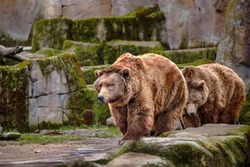 two specimens of large brown bears walking between rocks