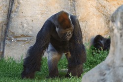 Silverback gorilla walking around the zoo