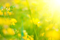 Summer Background. Flowers. Spring Background. Nature Background. Yellow Flowers