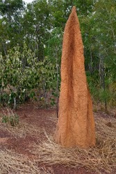 large termite mounds in North Queensland near Bramwell Junction