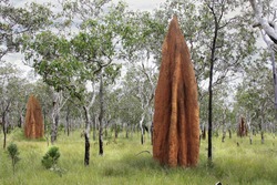 Mound-building termites nests in Northern Australia