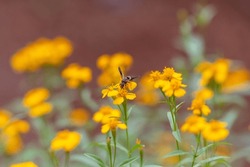 Yellow flower and insect outside