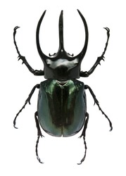 Big horned beetle