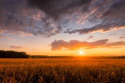 Scene of sunset on the field with young rye or wheat in the summer with a cloudy sky background. Landscape.
