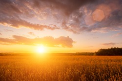 Wheat Field - Free Stock Photo by Ty666 on Stockvault.net