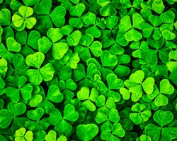 Background with green clover leaves for Saint Patrick's day. Shamrock as a symbol of good luck. 