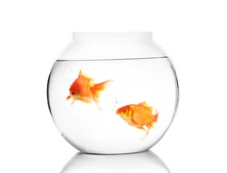 Gold fish with bowl Isolation on the white