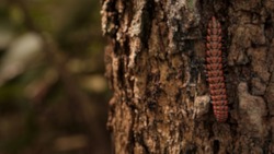 Blurred shocking pink millipede, pink dragon millipede, flat backed millipede in the nature.