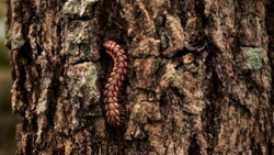 Blurred shocking pink millipede, pink dragon millipede, flat backed millipede in the nature.