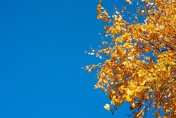 Texture of yellow autumn leaves against the blue sky