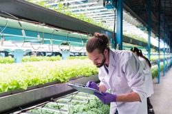 Two male and female scientist analyzes and studies research in organic, hydroponic vegetables plots growing on indoor vertical farm