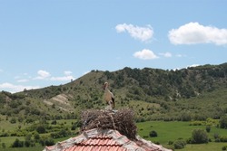A Stork Family Resting in Their Nest