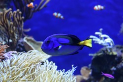A blue tang fish at the aquarium