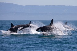 Killer Whale - Orcinus orca