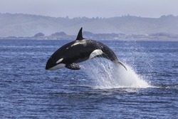Killer Whale (Orcinus Orca)