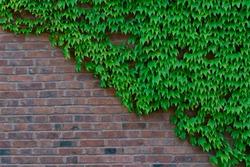  Japanese ivy plant growing on a brick wall.